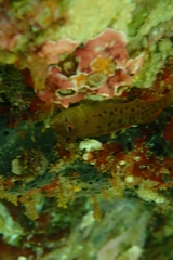 Notoclinops yaldwyni