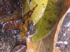 Colostethus ruthveni