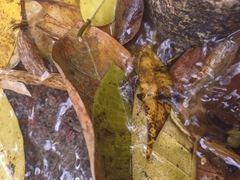 Colostethus ruthveni