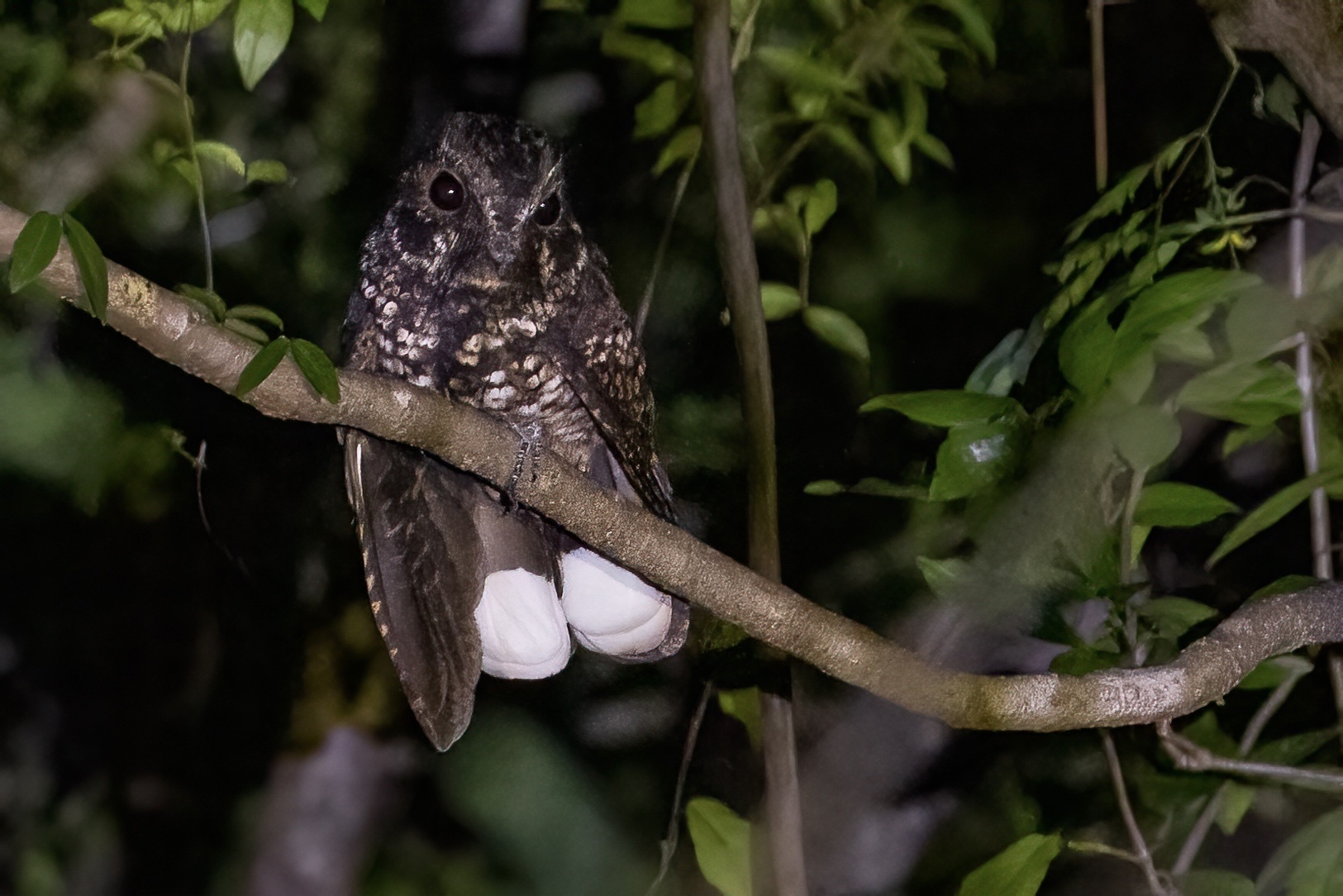 Puerto Rican Nightjar illustration