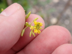 Rorippa teres