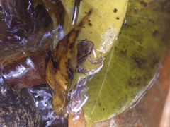 Colostethus ruthveni