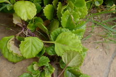 Plectranthus verticillatus