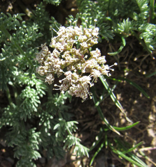 Cymopterus nivalis