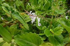 Plectranthus verticillatus