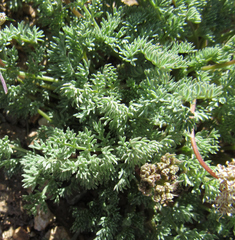 Cymopterus nivalis