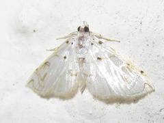 Neurophyseta