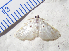 Neurophyseta