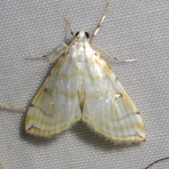Neurophyseta