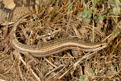 Ablepharus bivittatus