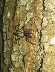 Clubiona corticalis