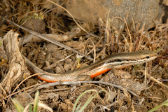 Ablepharus bivittatus