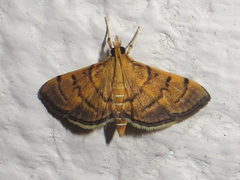 Omiodes indicata