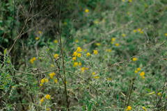 Solanum peruvianum