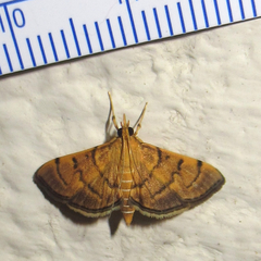 Omiodes indicata