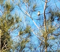 Lichmera indistincta