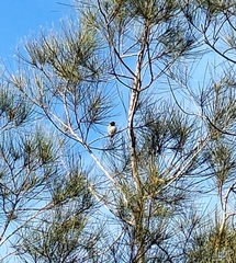 Lichmera indistincta