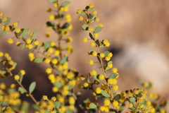 Acacia camptoclada