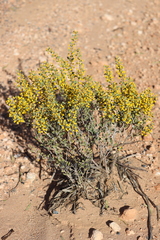 Acacia camptoclada
