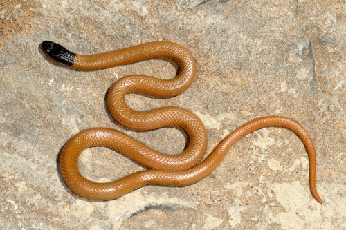 Western Dwarf Racer
