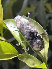 Calais hieroglyphicus