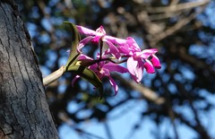 Cattleya violacea