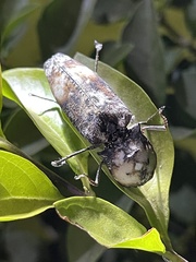 Calais hieroglyphicus