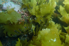Forsterygion maryannae
