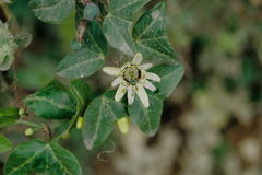 Passiflora ketura