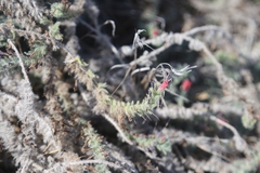 Echium angustifolium