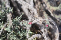Echium angustifolium