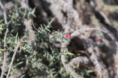 Echium angustifolium