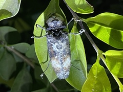 Calais hieroglyphicus