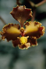 Cyrtochilum tumiferum
