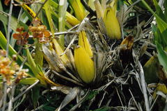 Cyrtochilum tumiferum