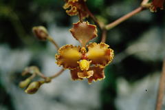 Cyrtochilum tumiferum