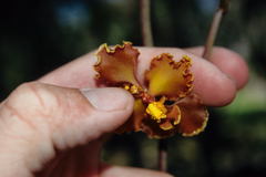 Cyrtochilum tumiferum