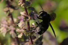 Xylocopa