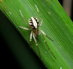 Phonognatha