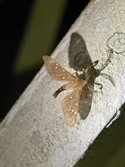 Pseudothyretes perpusilla