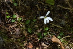 Lobelia angulata