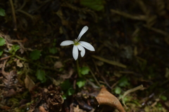 Lobelia angulata