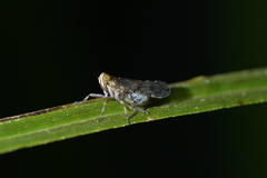 Koroana lanceloti