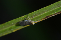 Koroana lanceloti
