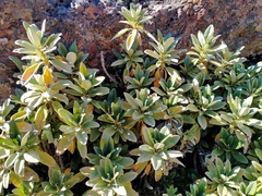 Brachyglottis revoluta