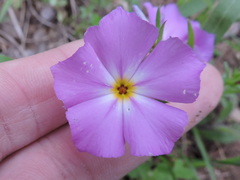 Phlox roemeriana