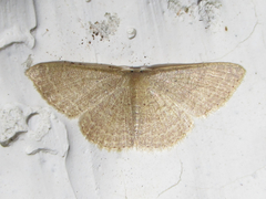 Image of Pleuroprucha insulsaria