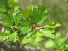 Crataegus ambigua