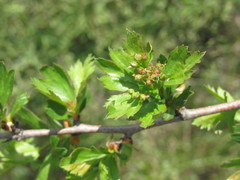 Crataegus ambigua