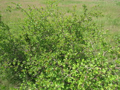Crataegus ambigua